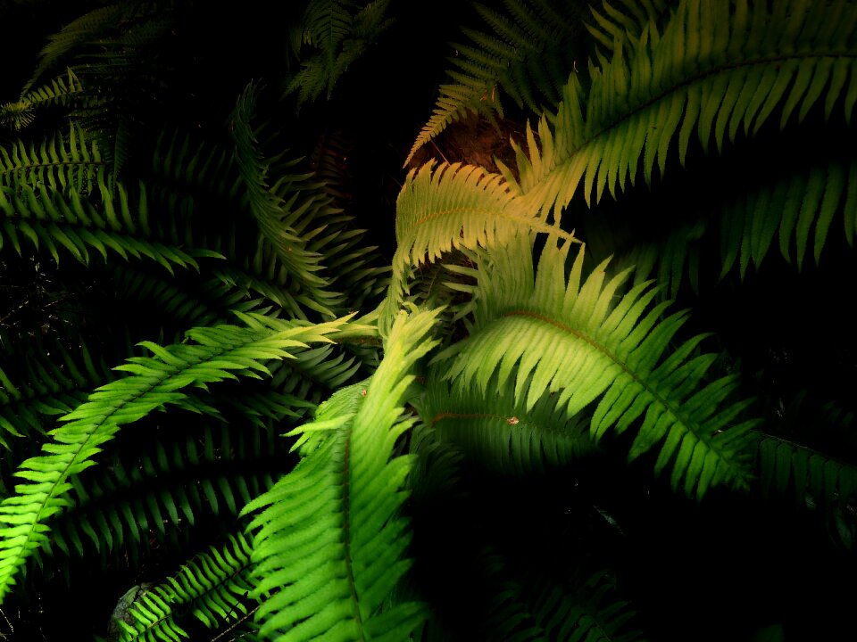 Leaf nature wild plant