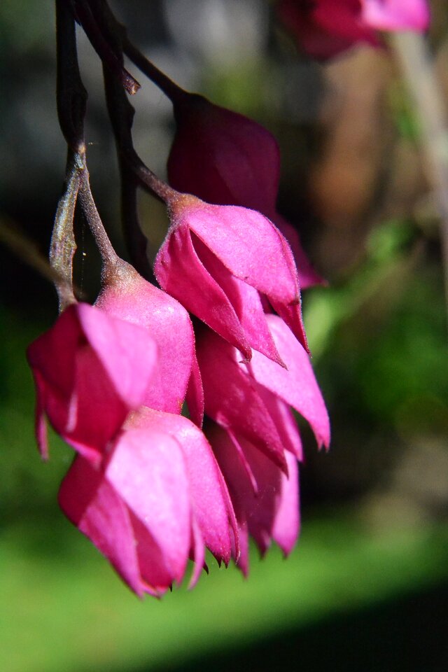 Small flowers close-up macro