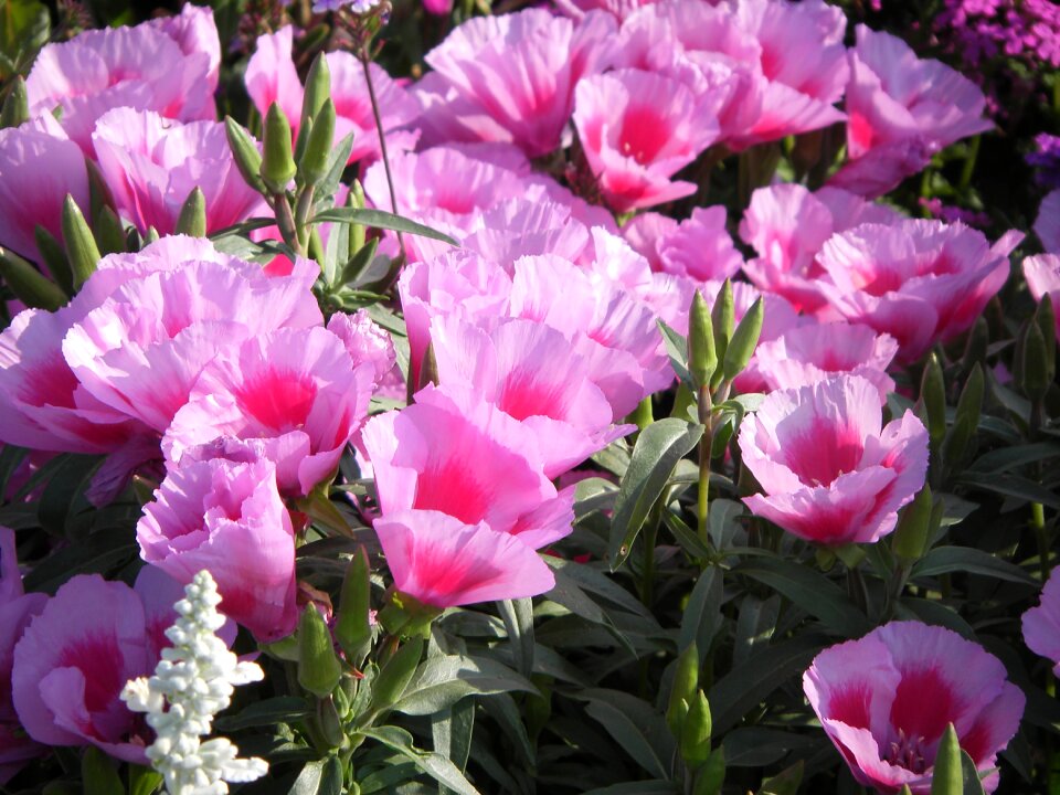 Bot garden munich many flowers sun