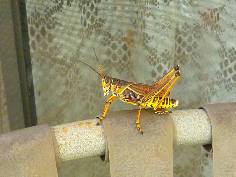Insect color outside