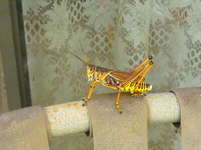 Insect color outside