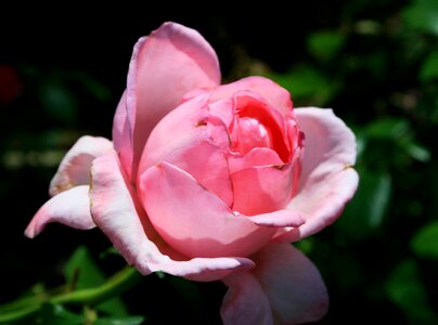Rose rounded egg-shaped