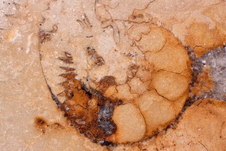 Solnhofen limestone slabs limestone jura