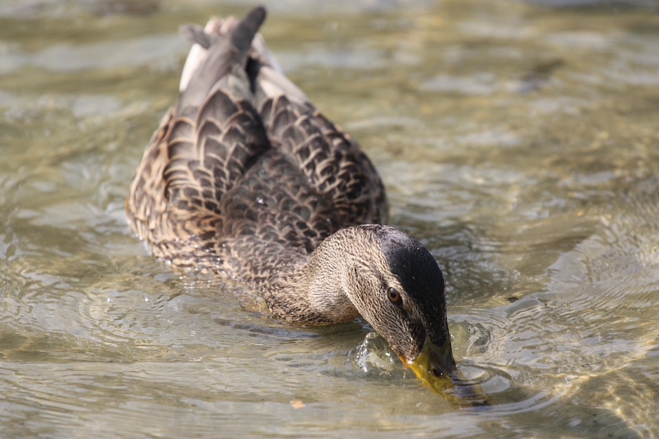 Crossword bird swim