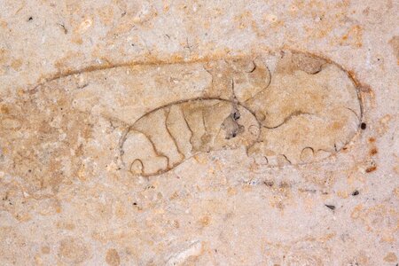 Solnhofen limestone slabs limestone jura