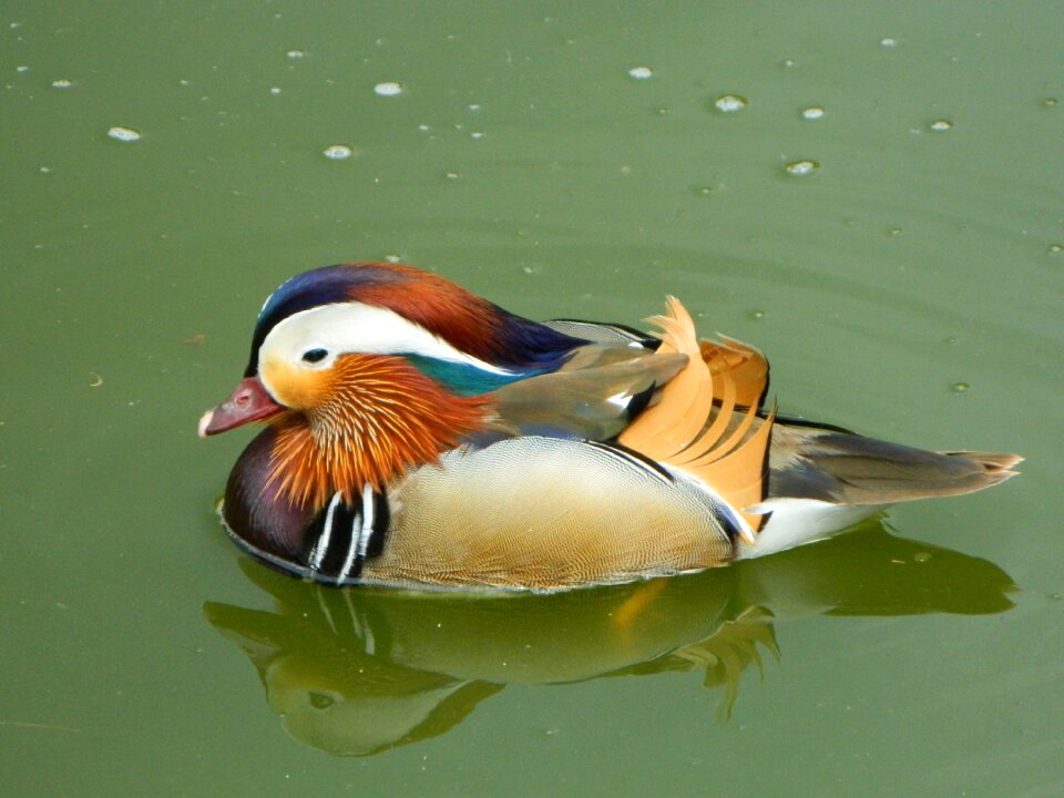 Cute swimming coloured