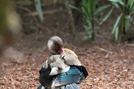 Duck nature fauna