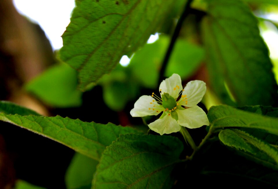 Beautiful flower flora