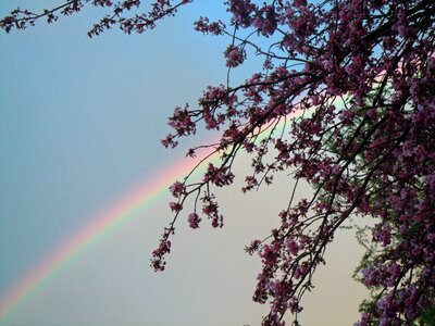 Rainbow sky cherry blossoms