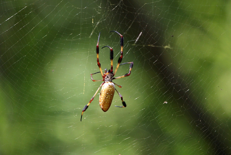 Arachnid predator golden silk spider