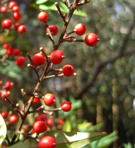 Bright stalks garden
