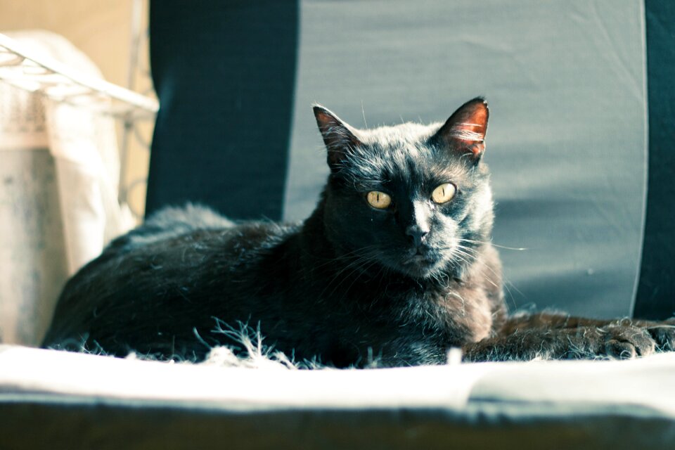 Rest nature feline