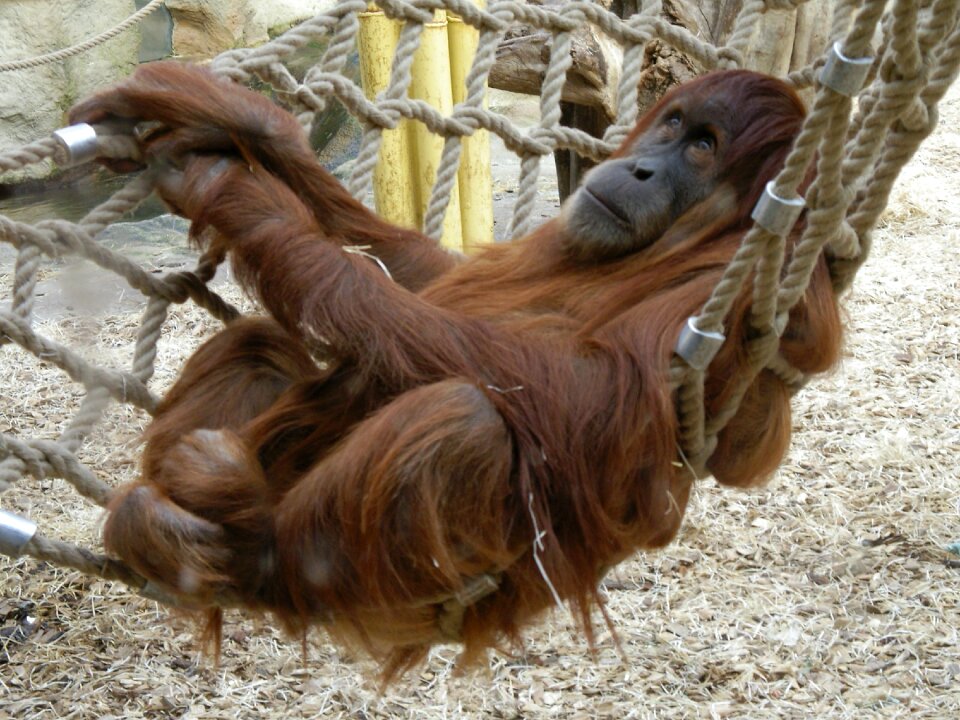 Zoo orang utan animal