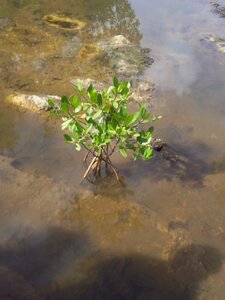 Mangrove nature outdoor