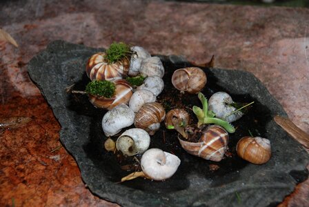 Snails naturdeko shell photo