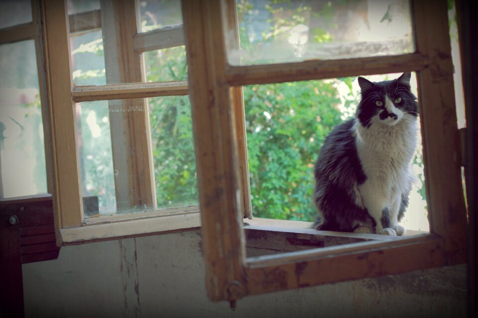 Rest feline animals