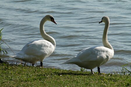 Swan birds nature