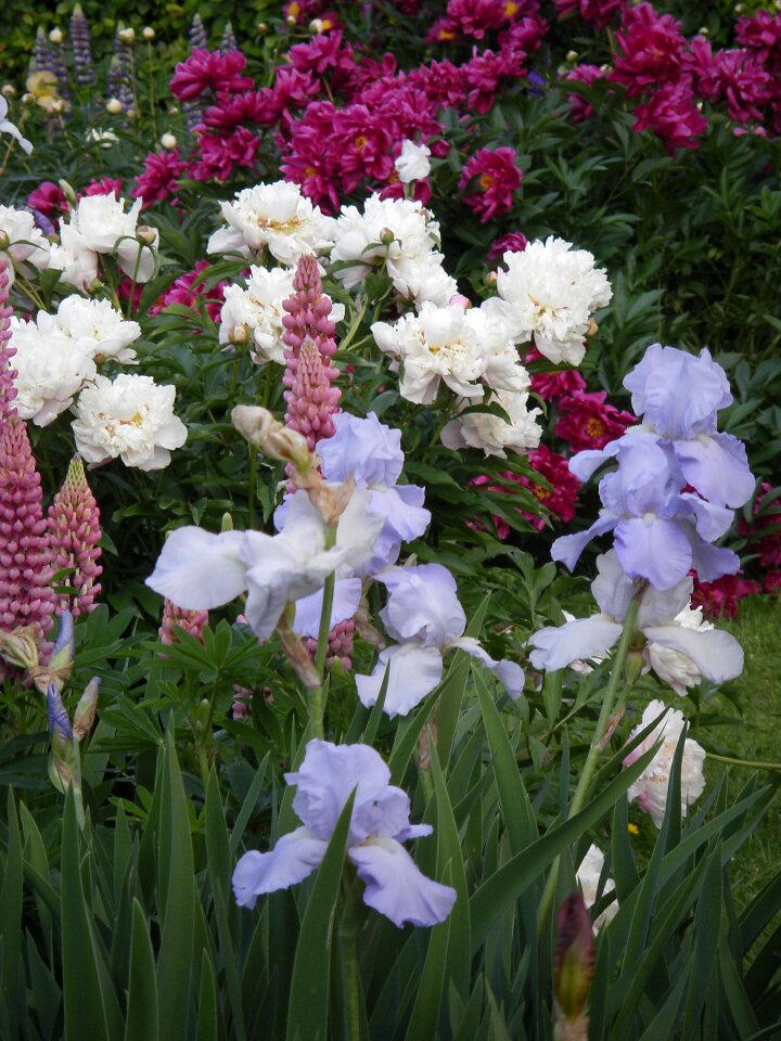 Flowers nature white