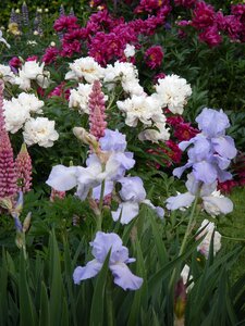 Flowers nature white