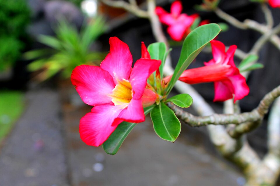 Flower flora beautiful