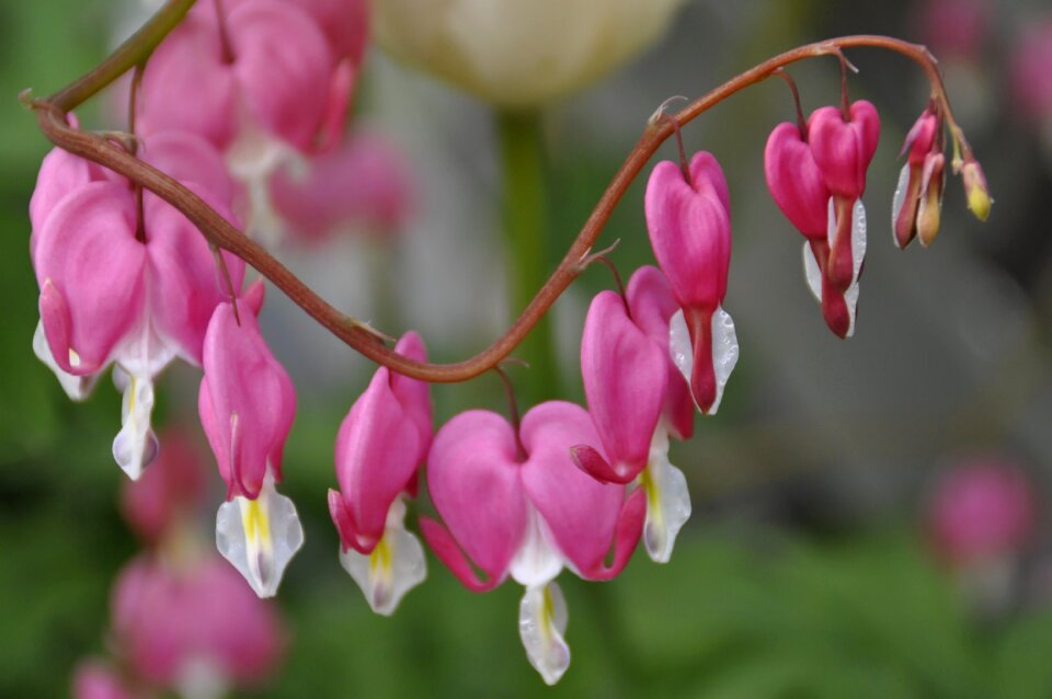Flowers pink spring