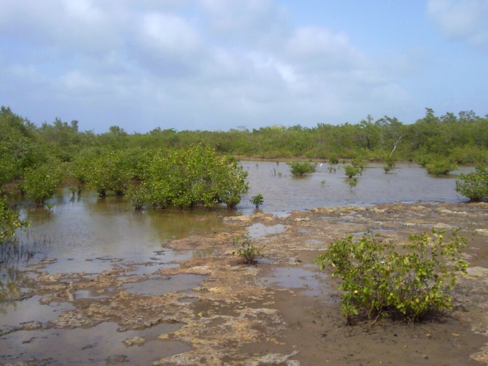 Mangrove nature marsh