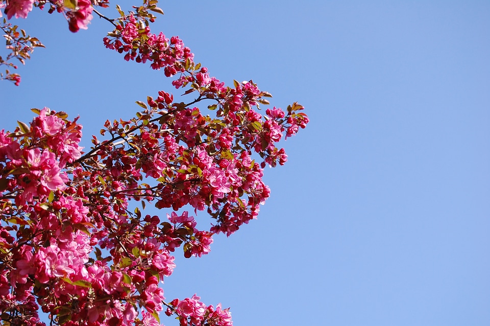 Bloom floral blooming