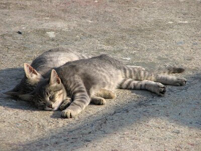 Katze sunshine relaxed