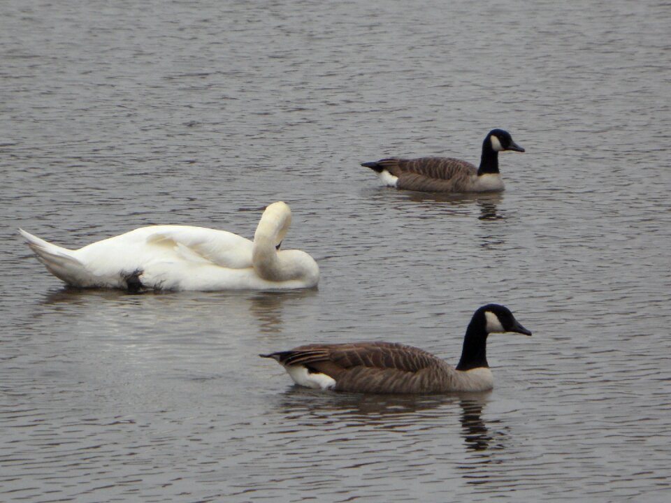 Canada goose swim lake