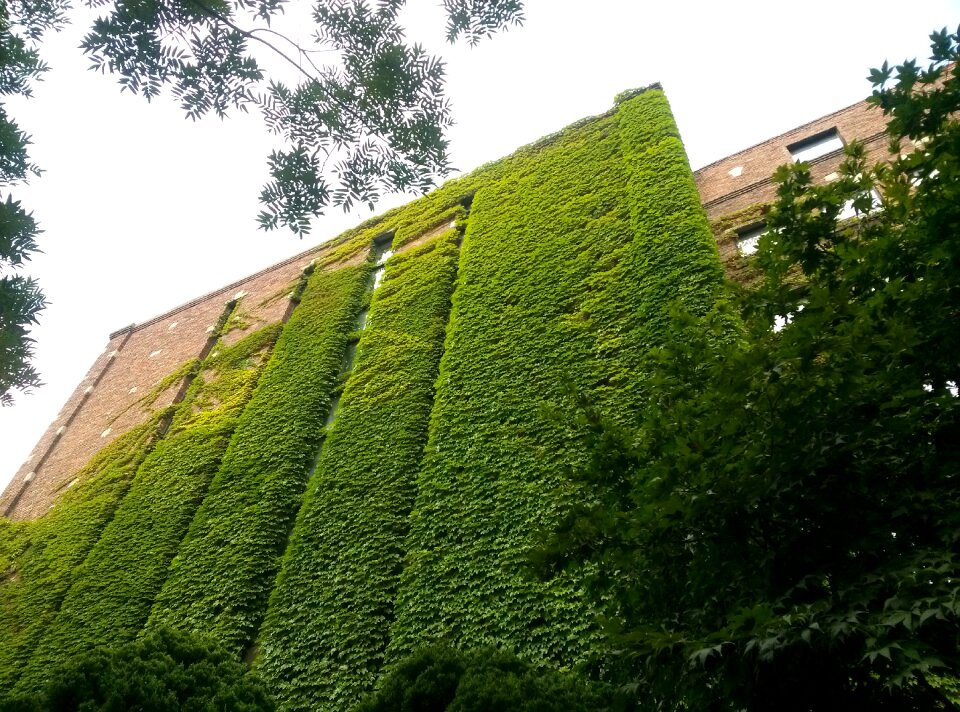 Old buildings vine wall