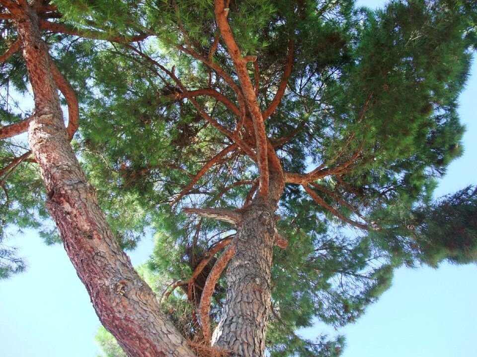 Nature tribe perspective