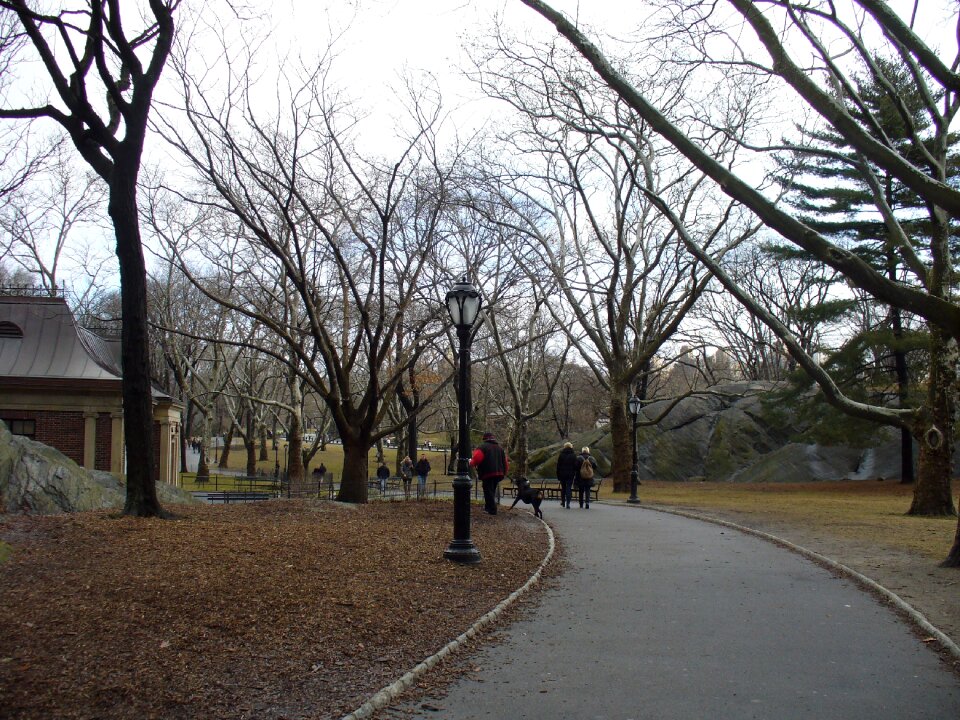 Park trees winter photo