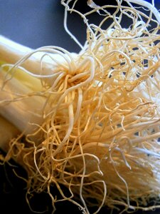 Spring onion onions plant