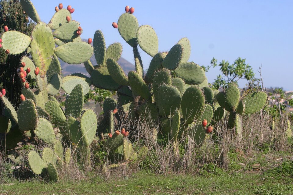 Costa del sol spain prickly