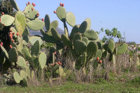 Costa del sol spain prickly