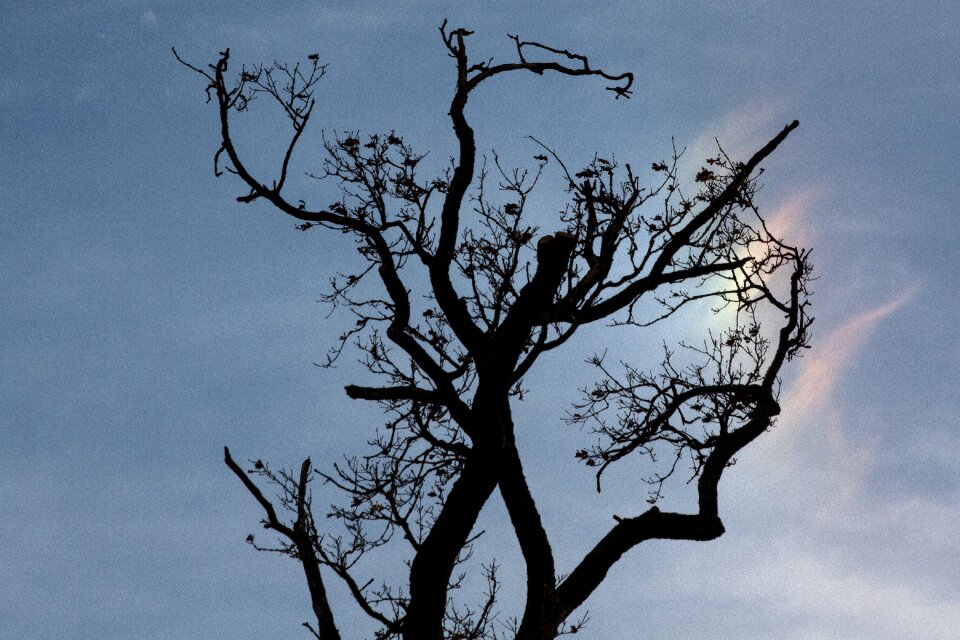 Backlighting contrast branch