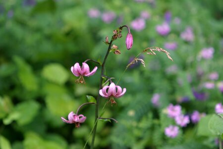 Plant summer blossom