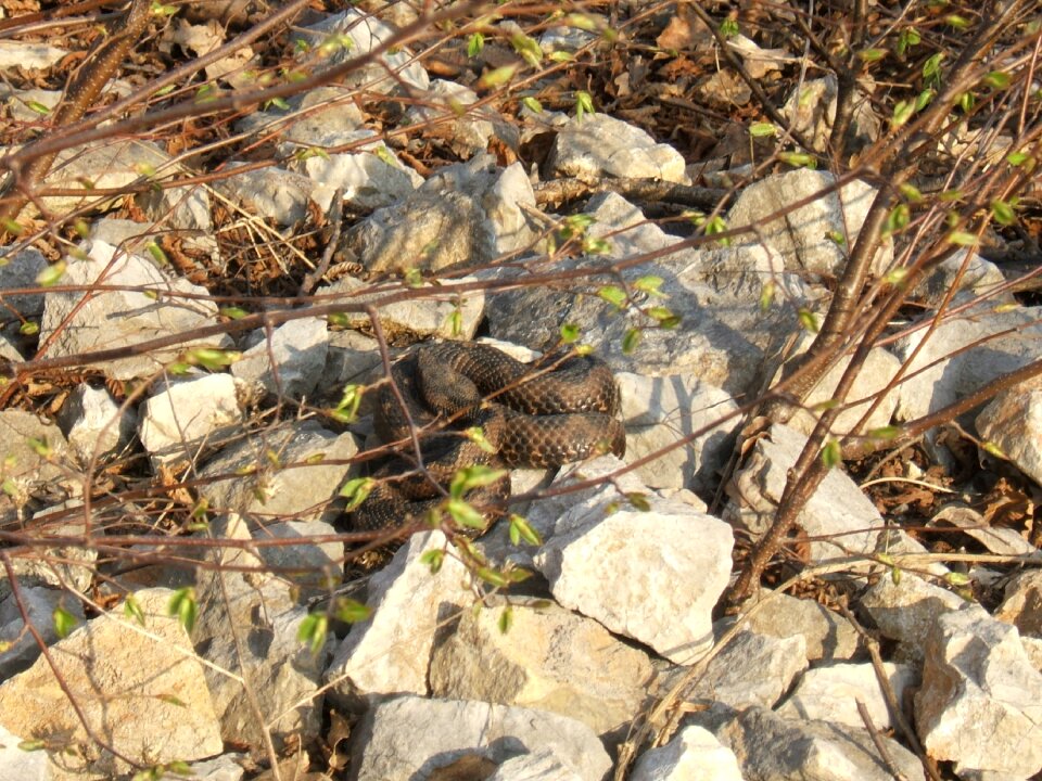 Sun horned viper in bosnia brown horned viper