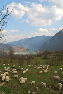 Bosnia sheep drina photo