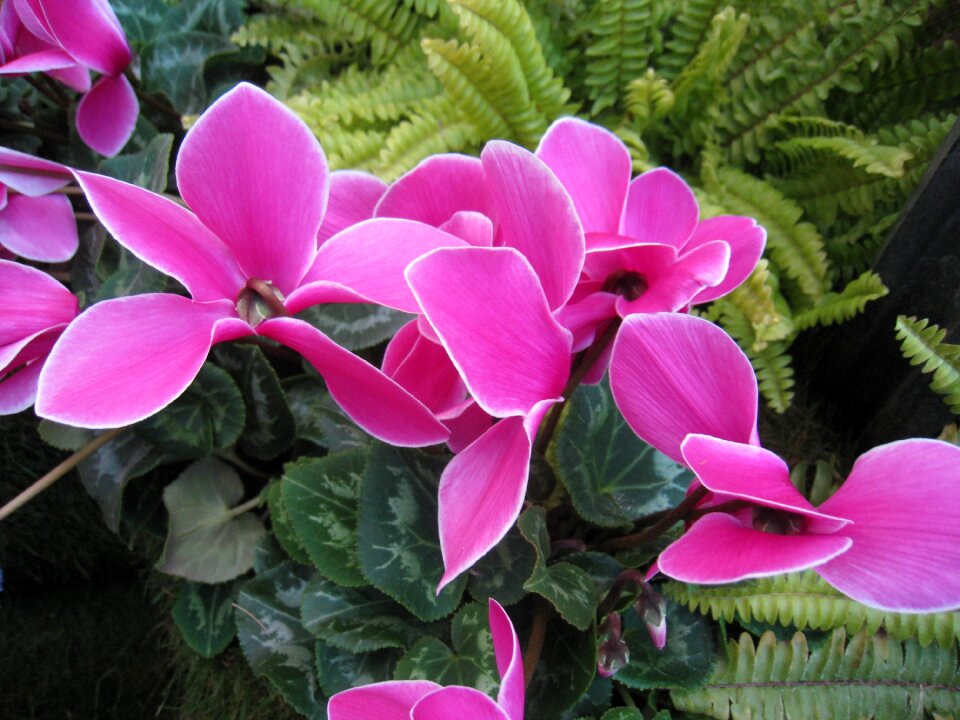 Cyclamen green plant