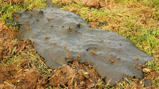 Insect cow dung stink photo