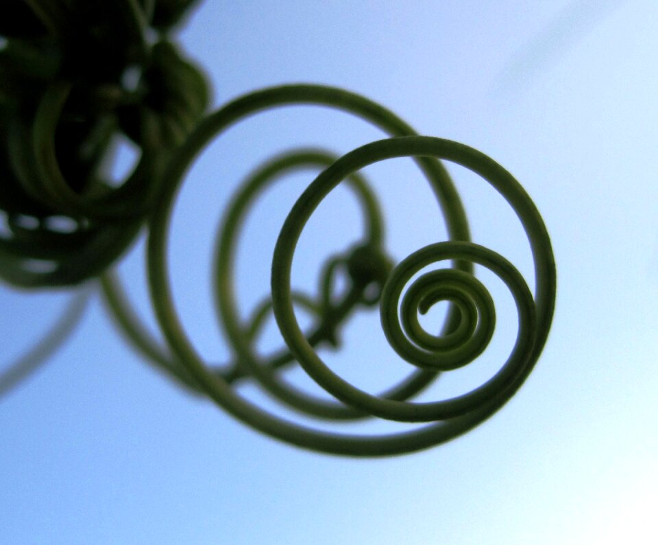 Plant green circles