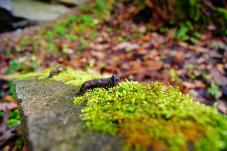 Rusted moss old