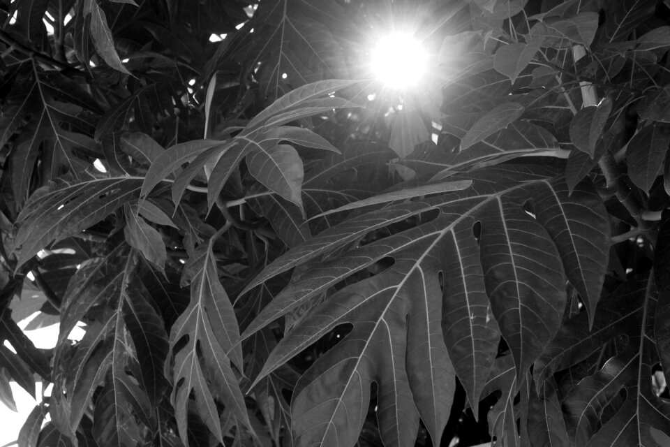 Sun tree black and white