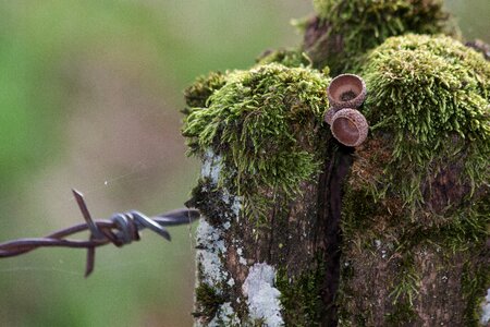 Limit moss post