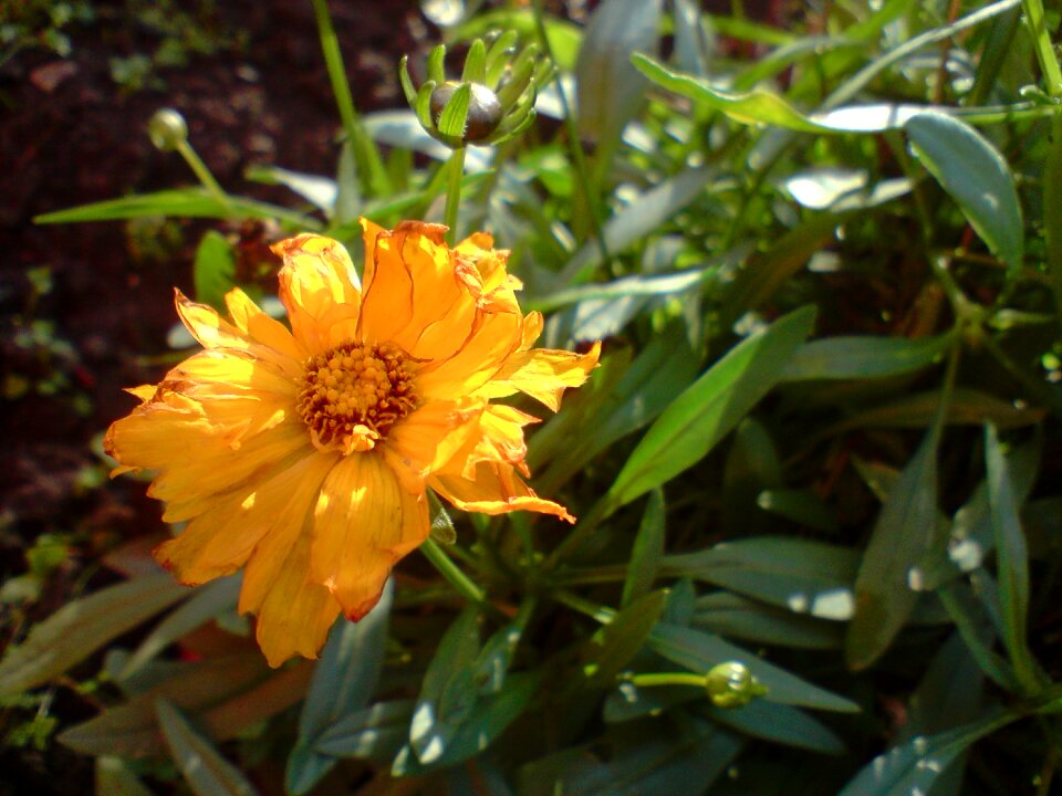 Summer little flowers daisy