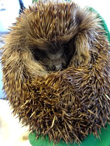 Spiky prickly mammal