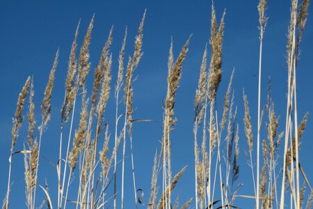 Cereals spike sky