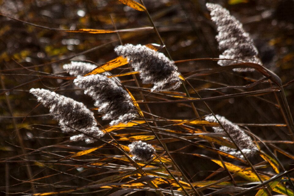 Poaceae marsh plant bluegrass