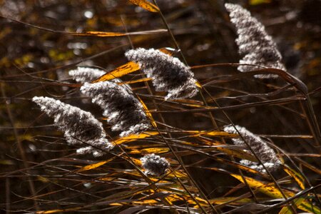Poaceae marsh plant bluegrass